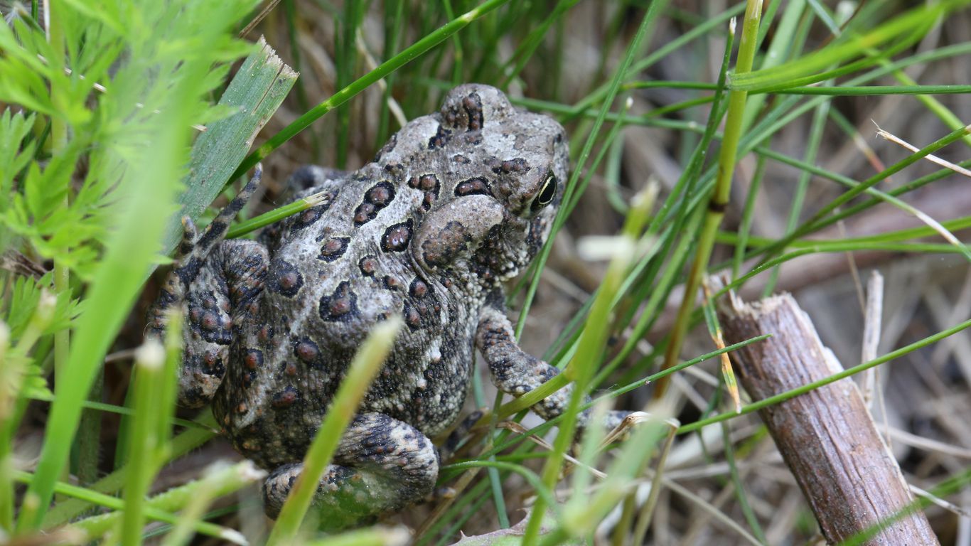 Volunteers needed to track frogs in Rouge wetlands
