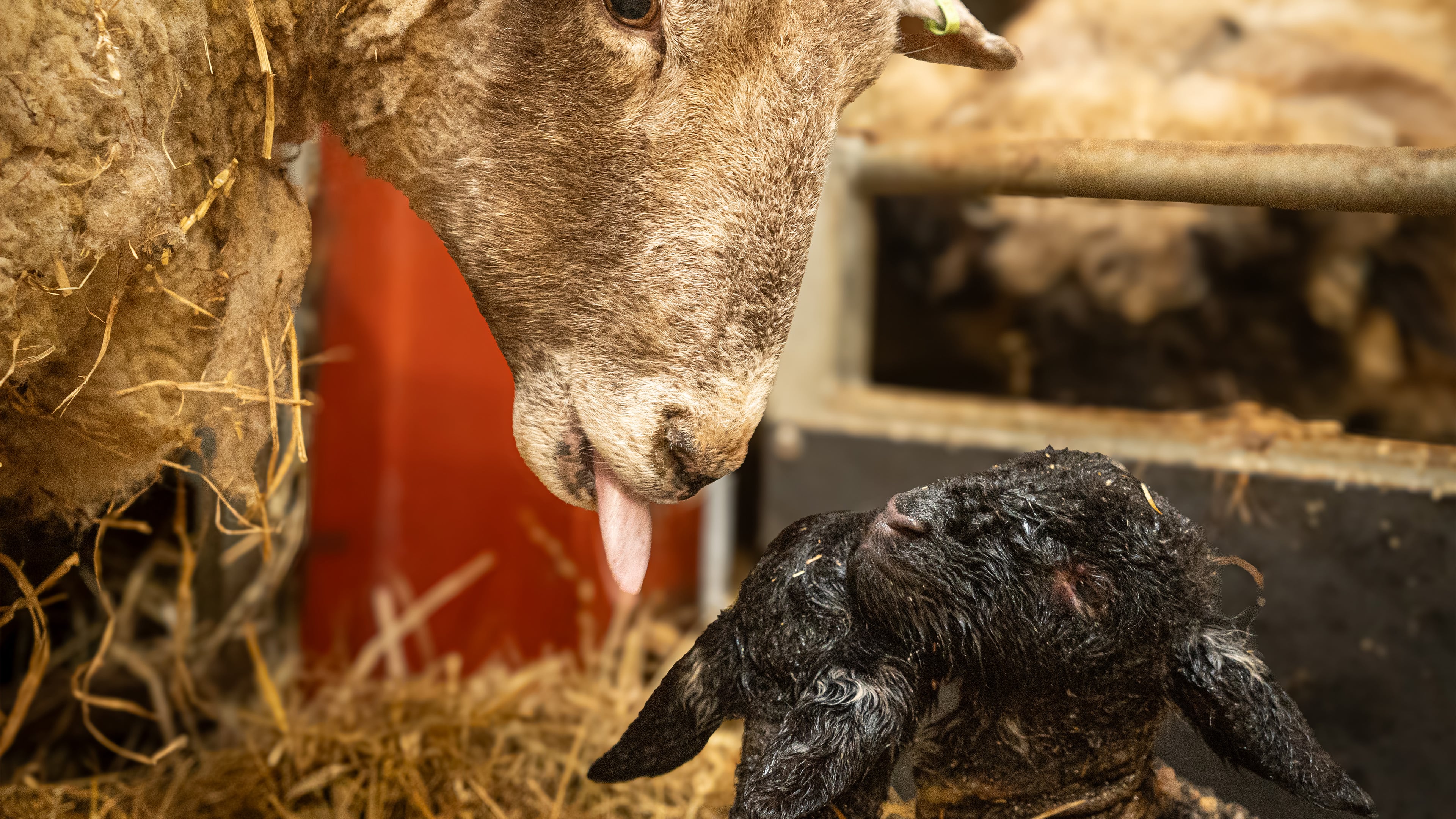 Britain's loneliest sheep has given birth to twins