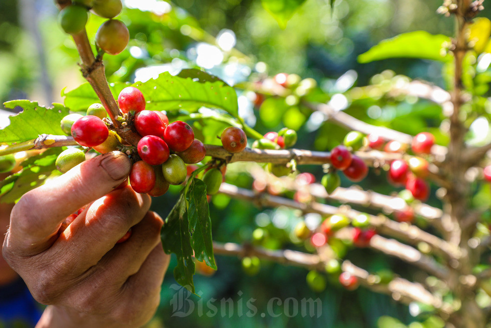 Buah inovasi teknologi di pertanian kopi: ongkos turun, pendapatan naik 30%
