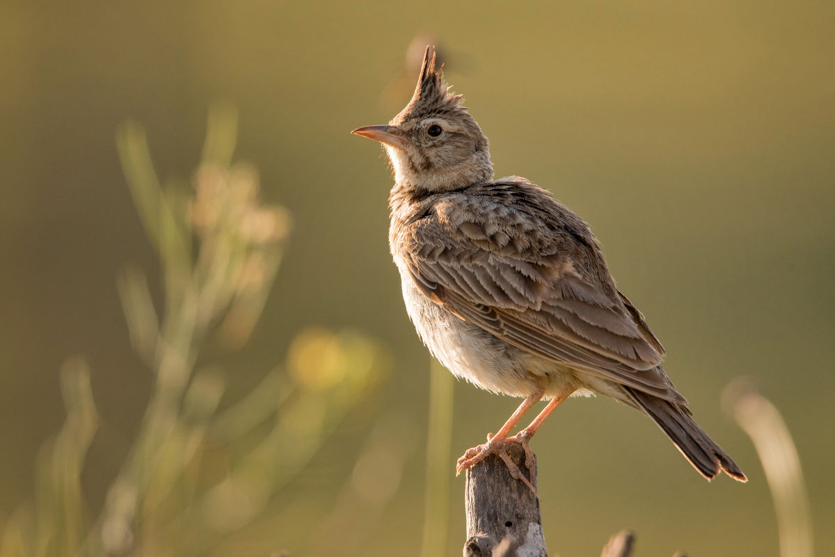 What do birds symbolize spiritually? They transmit powerful messages