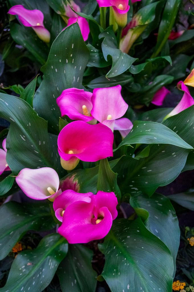 Calas en interiores: cómo cultivarlas y cuidarlas fácilmente para una ...