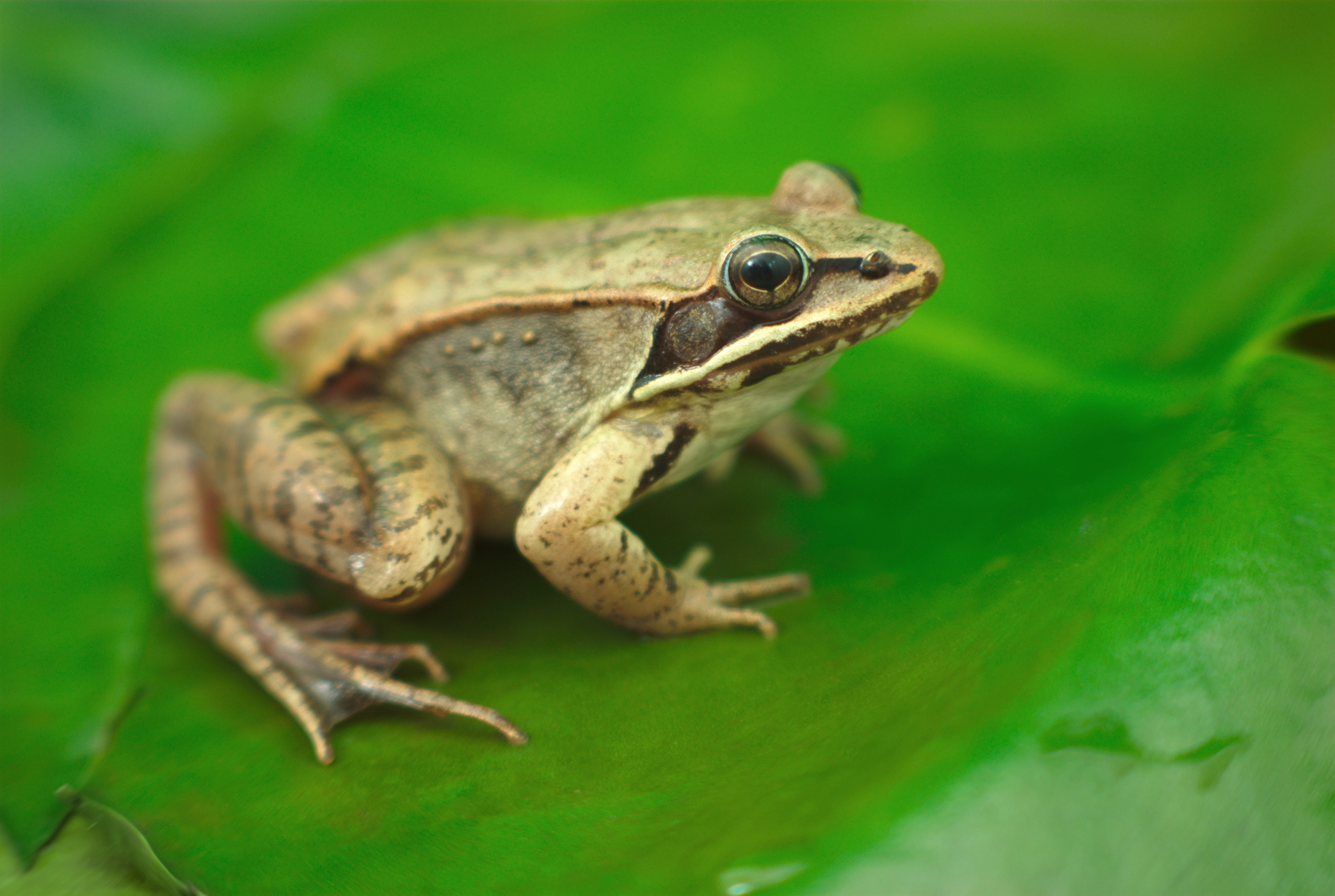 20 animals with incredible adaptations to their environments