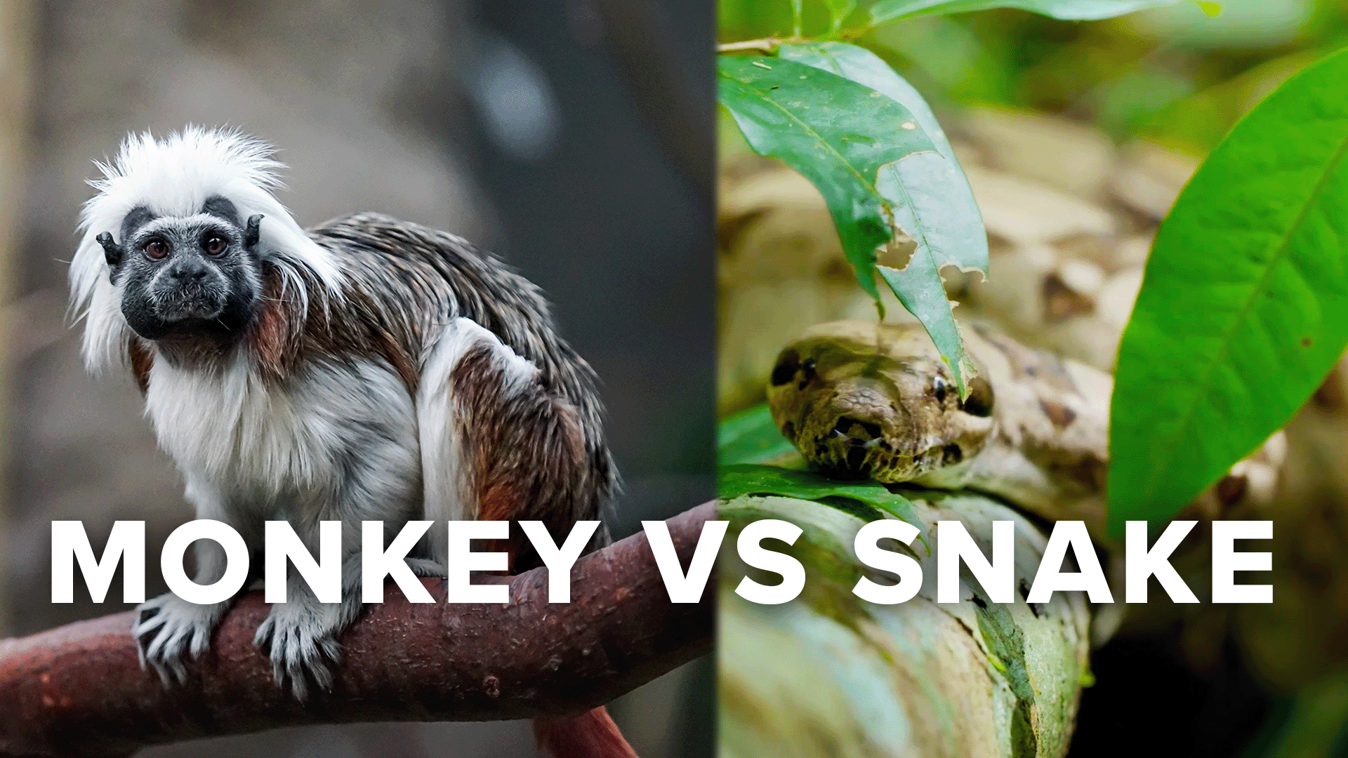 Hummingbirds, monkeys, snakes, and iguanas | Dawn to dusk