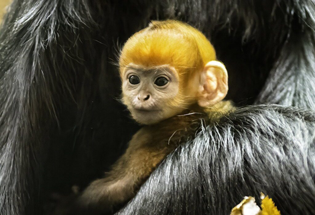 Endangered monkey born at UK zoo – and it’s bright orange