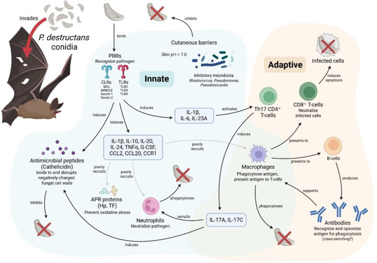 White-nose syndrome puzzle solved: Biological mechanisms behind ...
