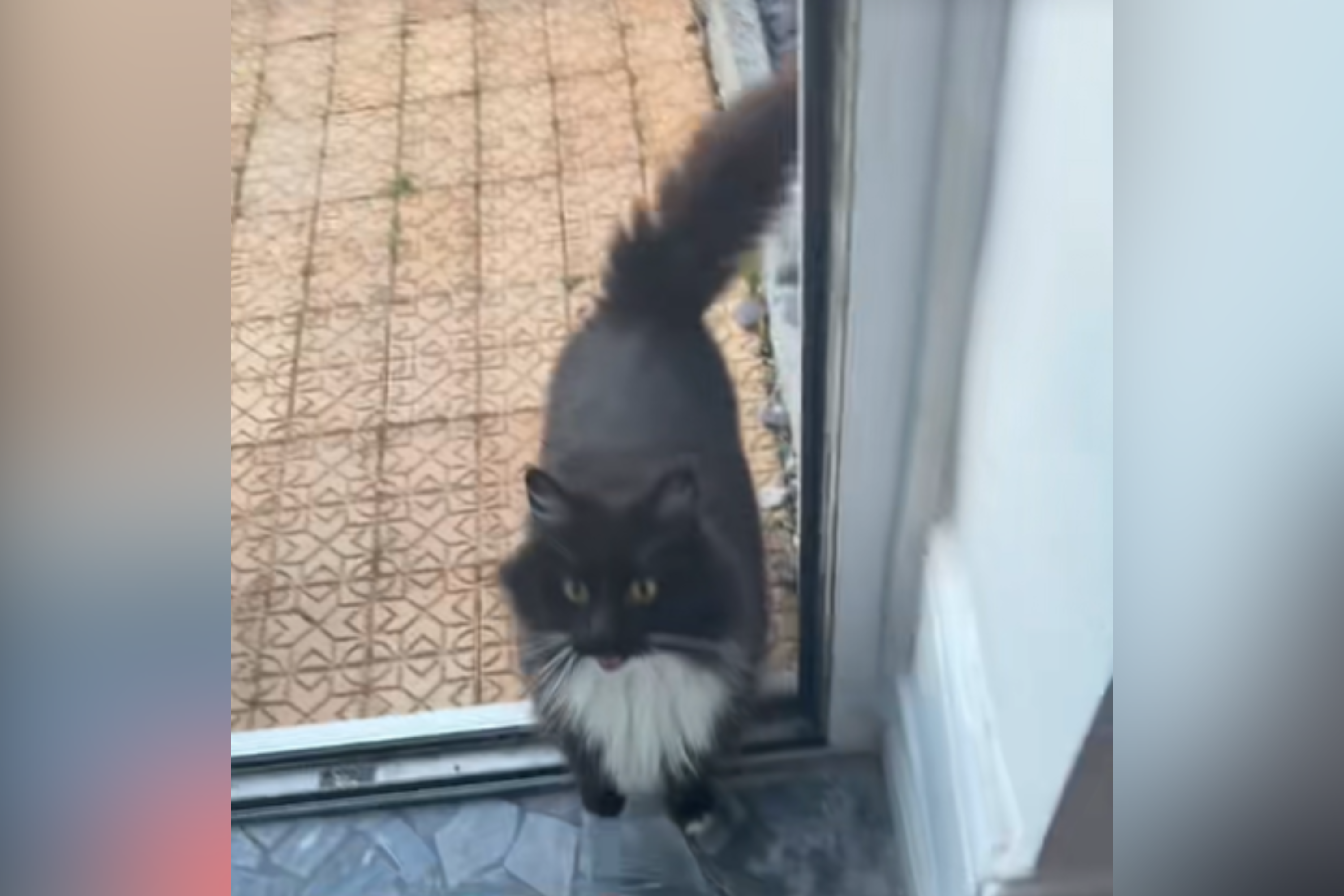 Ex-cat "moved out" 6 years ago—owner not expecting reason they