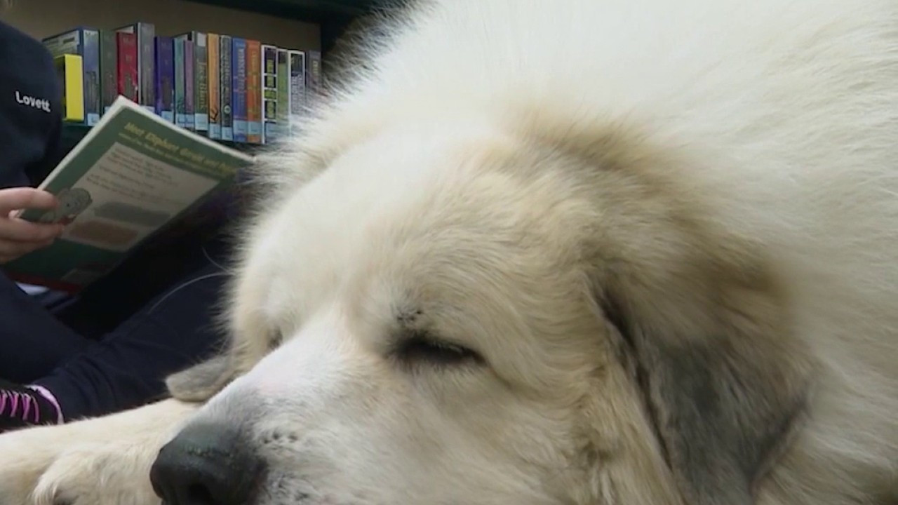Atlanta's Lovett School improving reading skills with therapy dogs