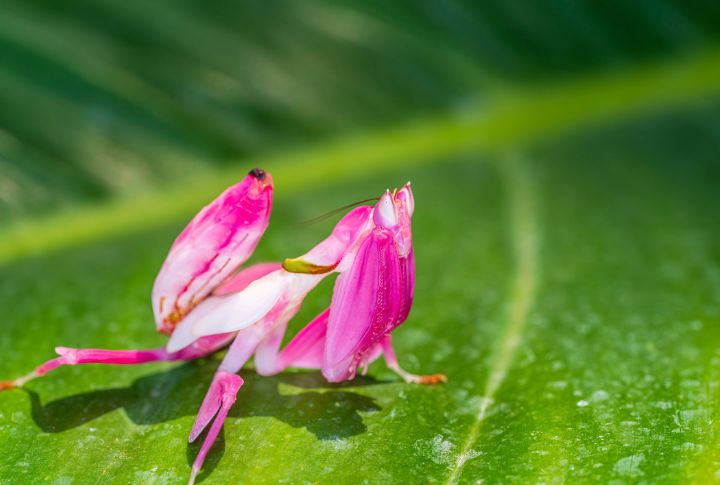 15 facts about bugs that will change how you view them