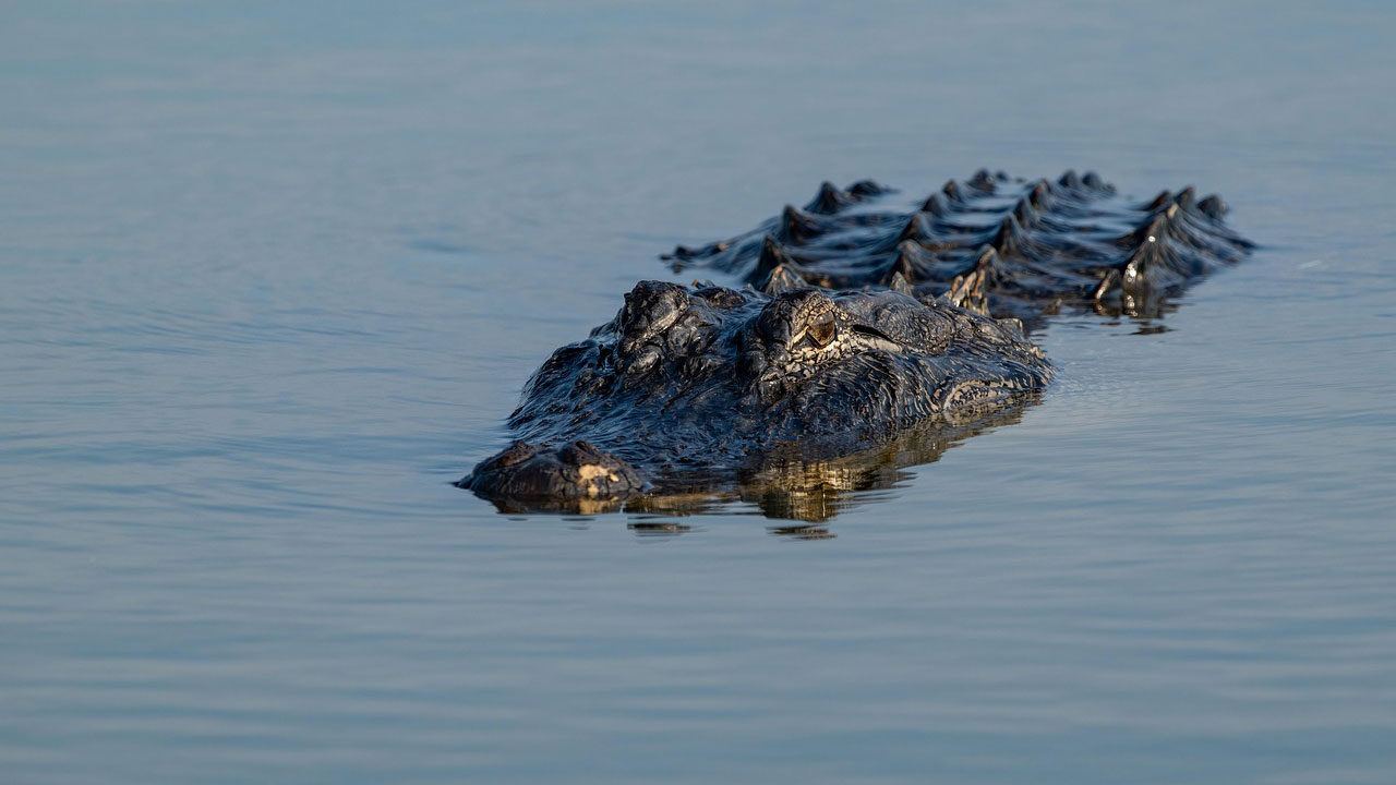 The river predators most anglers don’t notice until it’s too late