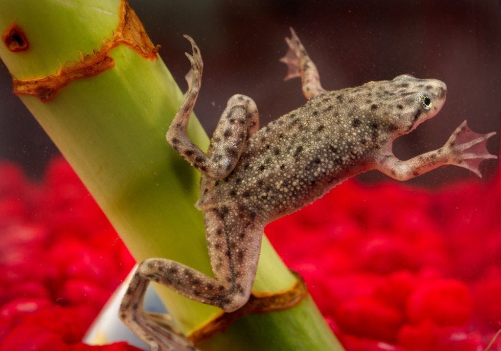 12 Cutest Fish to Consider Adding to Your Home Aquarium