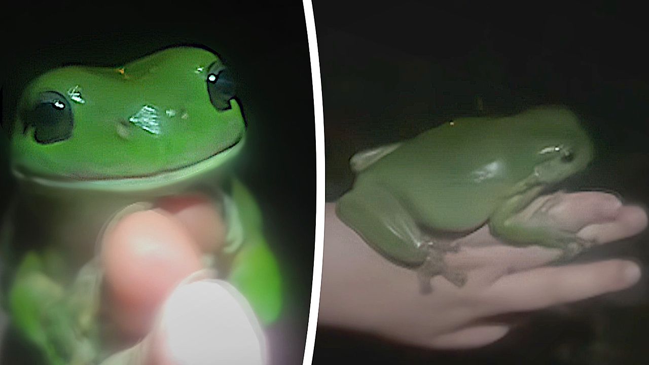 Campers fawn over giant tree frog as girl tests fairytale theory