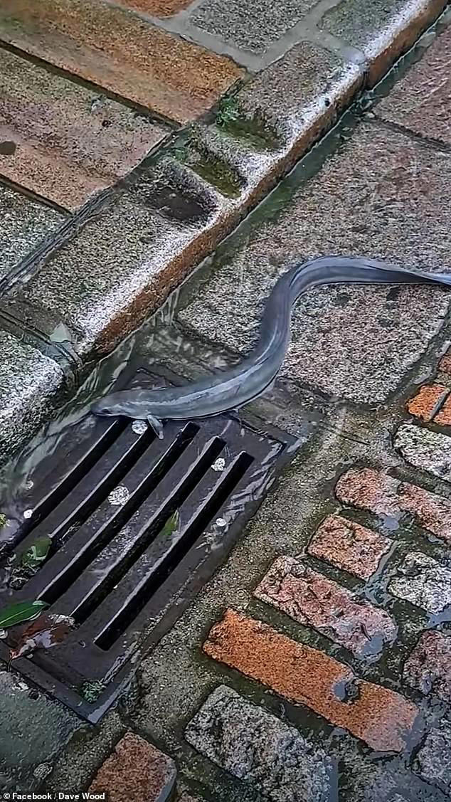 Eel be liking the rain, at least! Elongated fish spotted on street ...