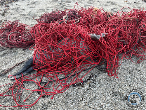 Moving pile of fishing net leads to record-breaking rescue
