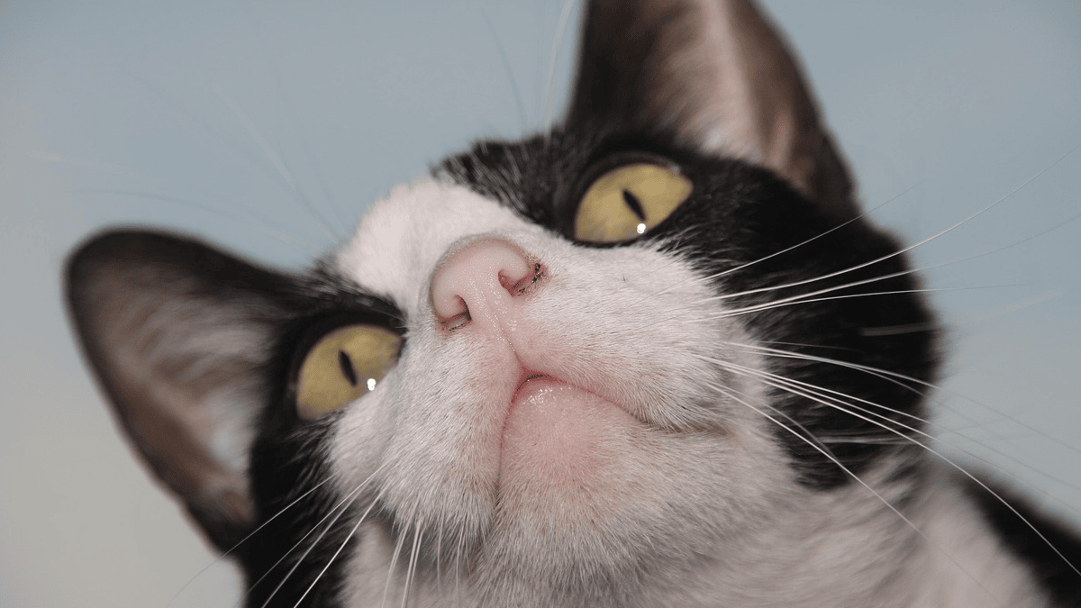 This is how your cat shows it's happy: 9 clear signs according to ...