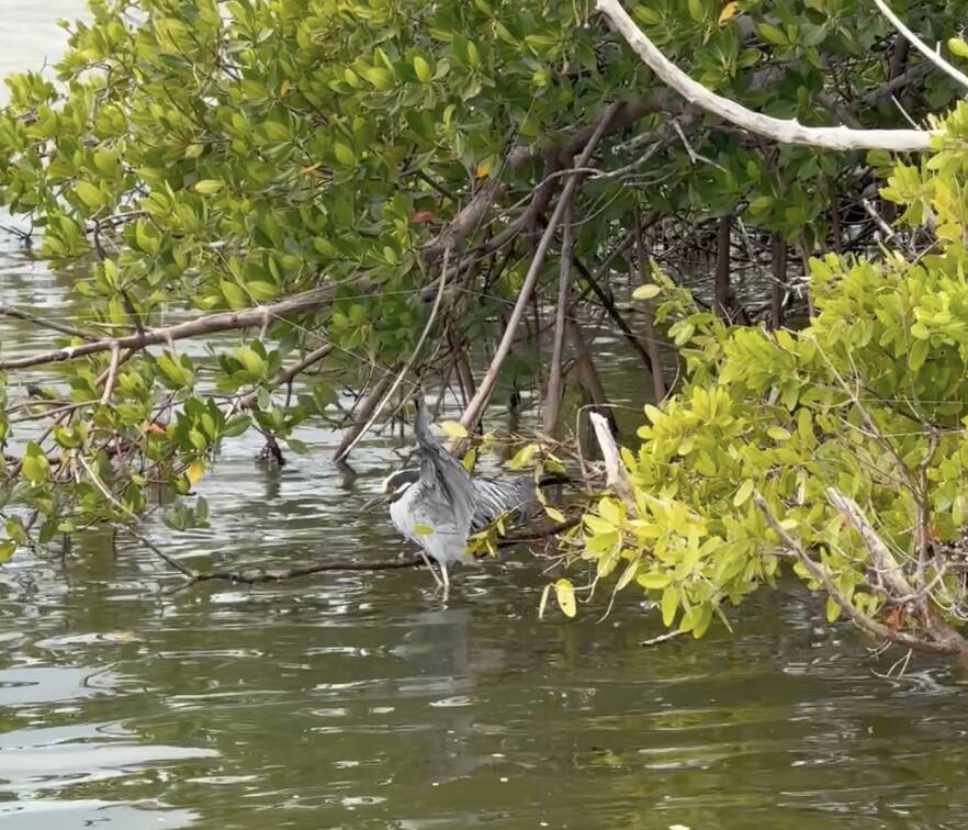 Bird-watchers spot stunning animal in mangroves — then realize it can't ...