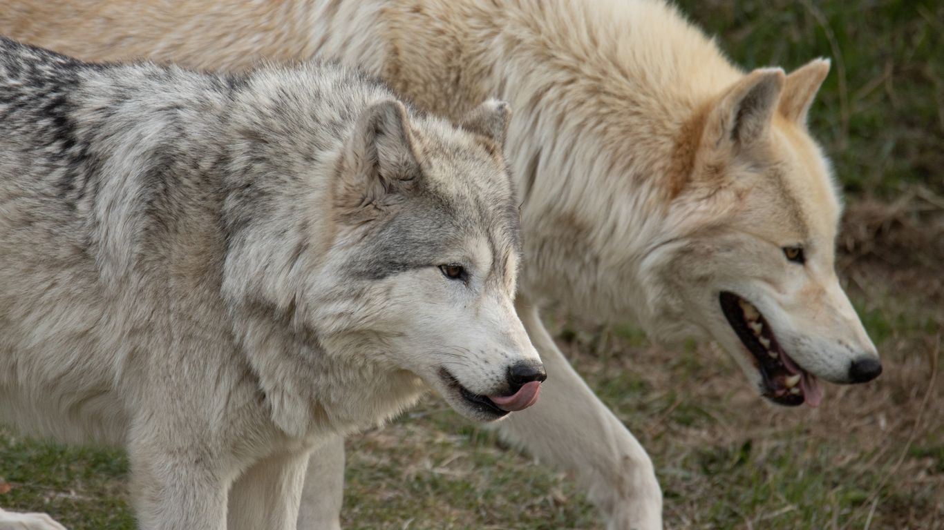 Feed your ex to the wolves this Valentine's Day