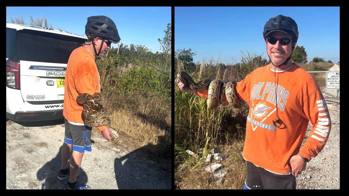 Cyclist spots invasive python on bike route in Pines then needs police ...