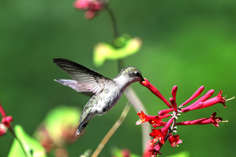 Thousands of hummingbirds are migrating through Connecticut this spring