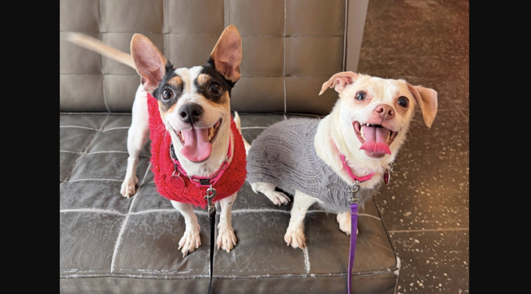 Two dogs, one bond: Meet the inseparable pair looking for love
