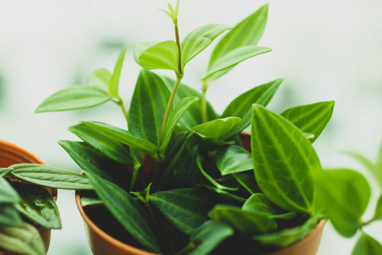 How to grow and care for radiator plant (Peperomia)