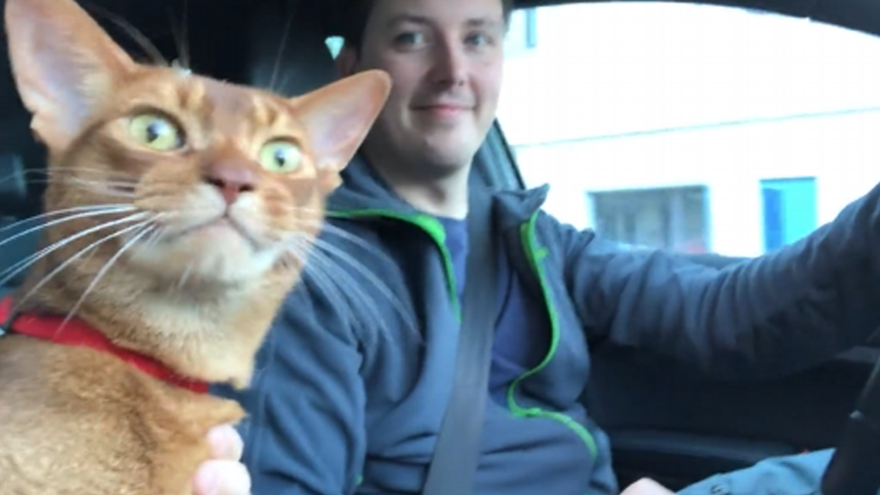 If you're happy and you know it, then say meow!