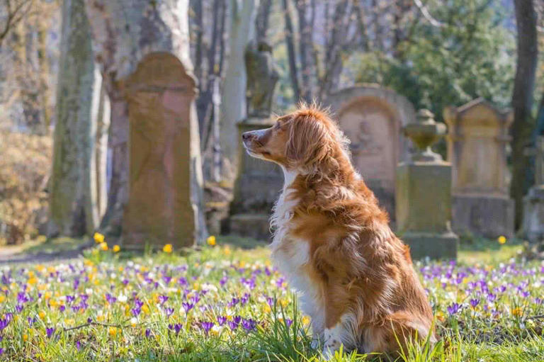 La storia di Bob il becchino, il cane che ha dato vita alla legge sulla ...