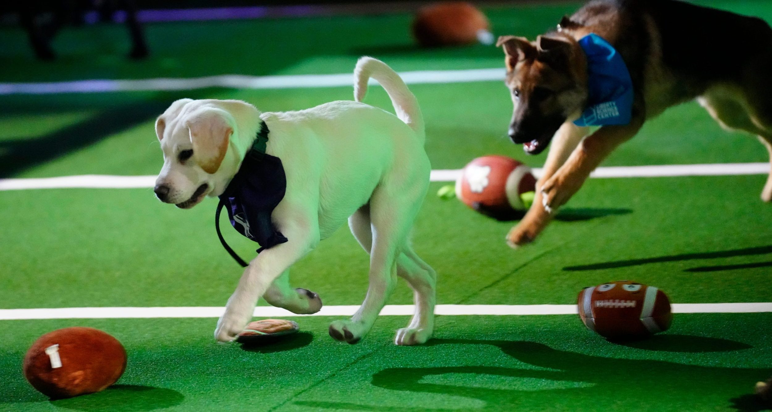 Puppy Bowl draws stunning TV audience