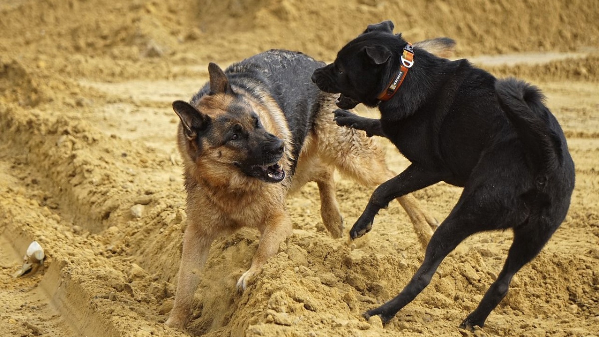 Spiritual protection? Signs your dog may be sensing energies around you