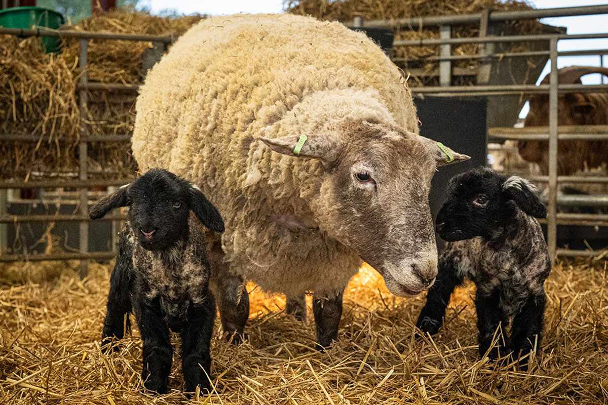 'World's loneliest sheep,' who once spent years stranded on a cliff ...