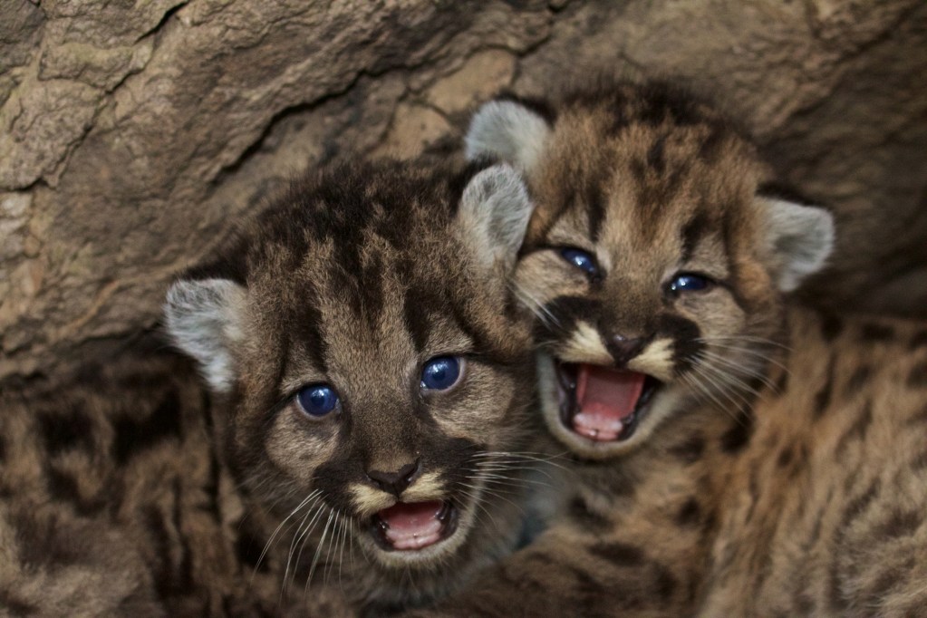Facing 'extinction vortex,' California grants new protections to some ...