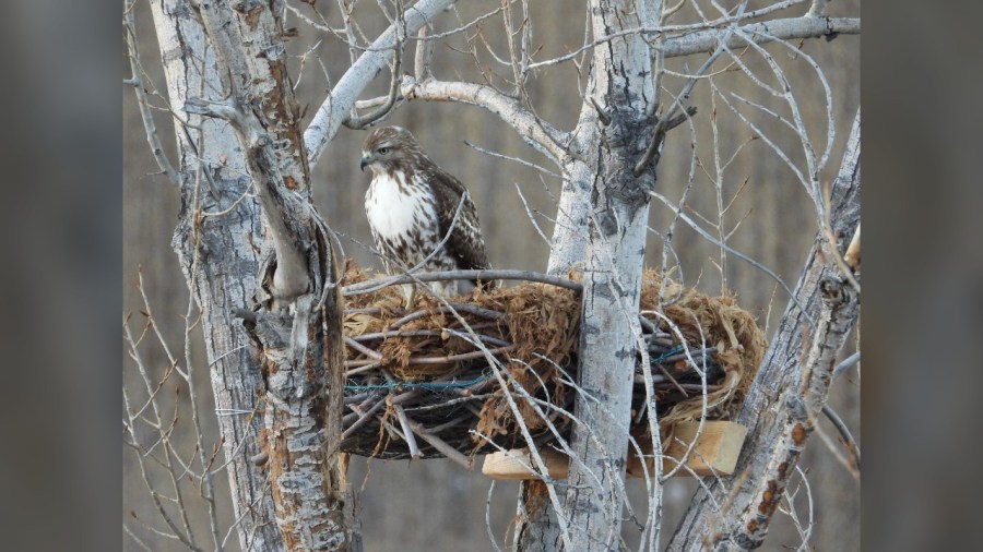 Town of Superior creates artificial nesting sites for large raptors
