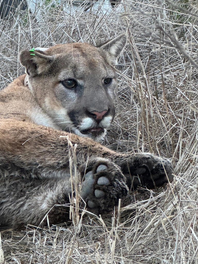 Mountain lion shot in Thousand Oaks area. Here's how it happened