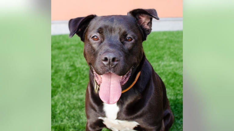 Bay Area animal shelter offers $14 'fur-ever' Valentine adoption event