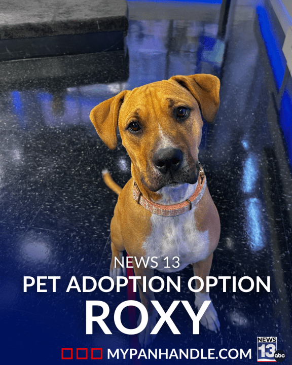 News 13 pet adoption option: Roxy