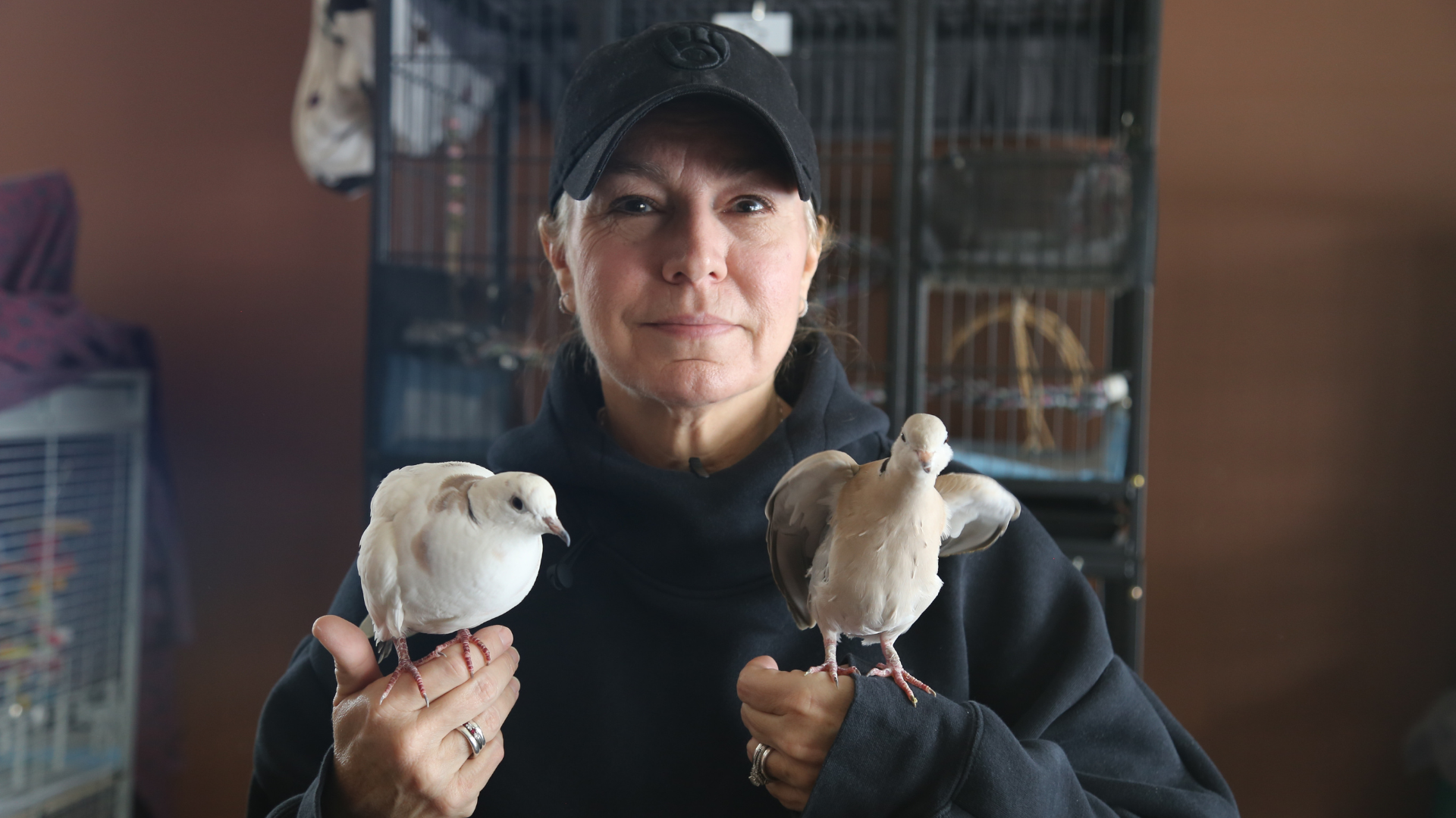 Meet the 'Bird Nerd': The Hubertus woman rescuing doves, parrots, and ...