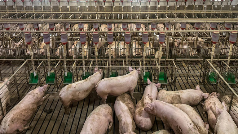 9 Of The All-Time Biggest Meat Industry Lawsuits