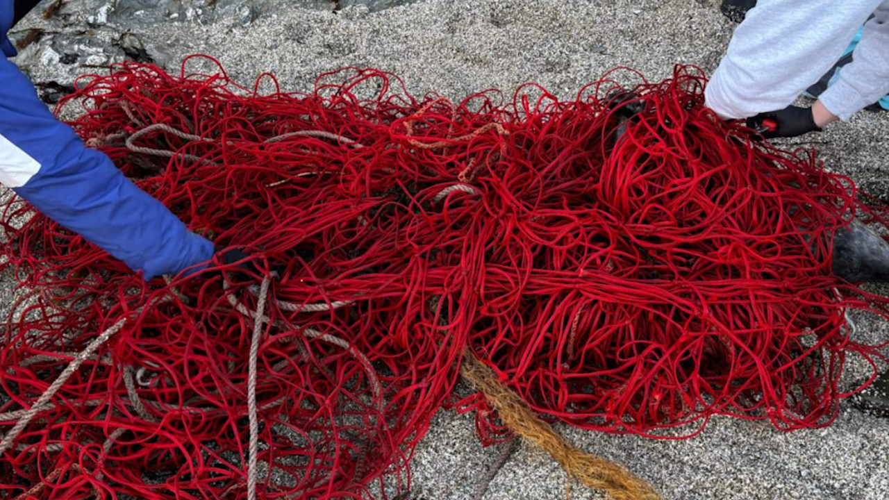 Moving pile of fishing net leads to record-breaking rescue