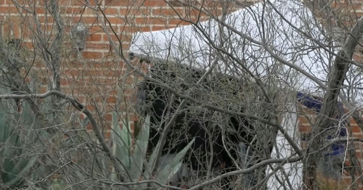 Nancy Guthrie latest: 