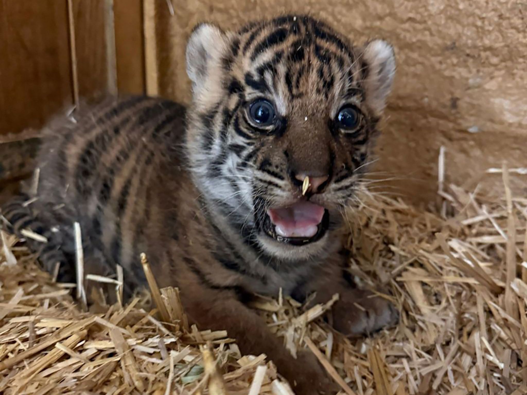 Name für Sumatra-Tiger-Nachwuchs im Tierpark gesucht