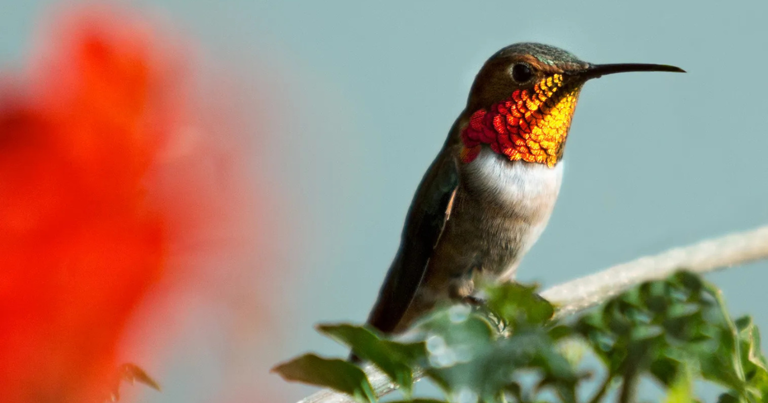 Thousands of hummingbirds are migrating through Connecticut this spring