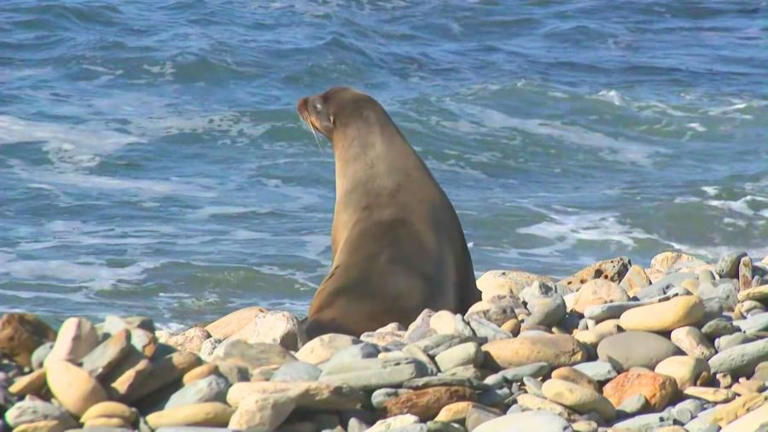 A rescued sea lion is seen returning to the wild after weeks of rehabilitation by the Marine Mammal Care Center in San Pedro. February 2026. (KTLA)