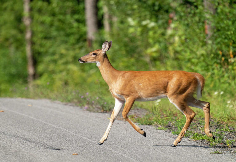 Chronic wasting disease reported in Gladwin County for the first time