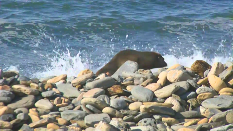 A rescued sea lion is seen returning to the wild after weeks of rehabilitation by the Marine Mammal Care Center in San Pedro. February 2026. (KTLA)