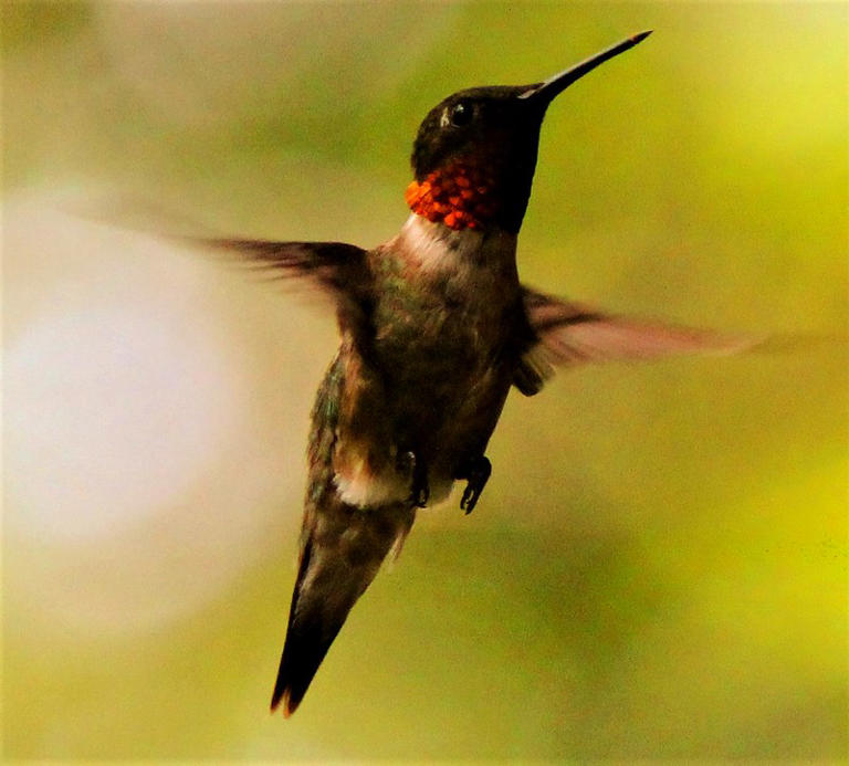 Thousands of hummingbirds are migrating through Connecticut this spring