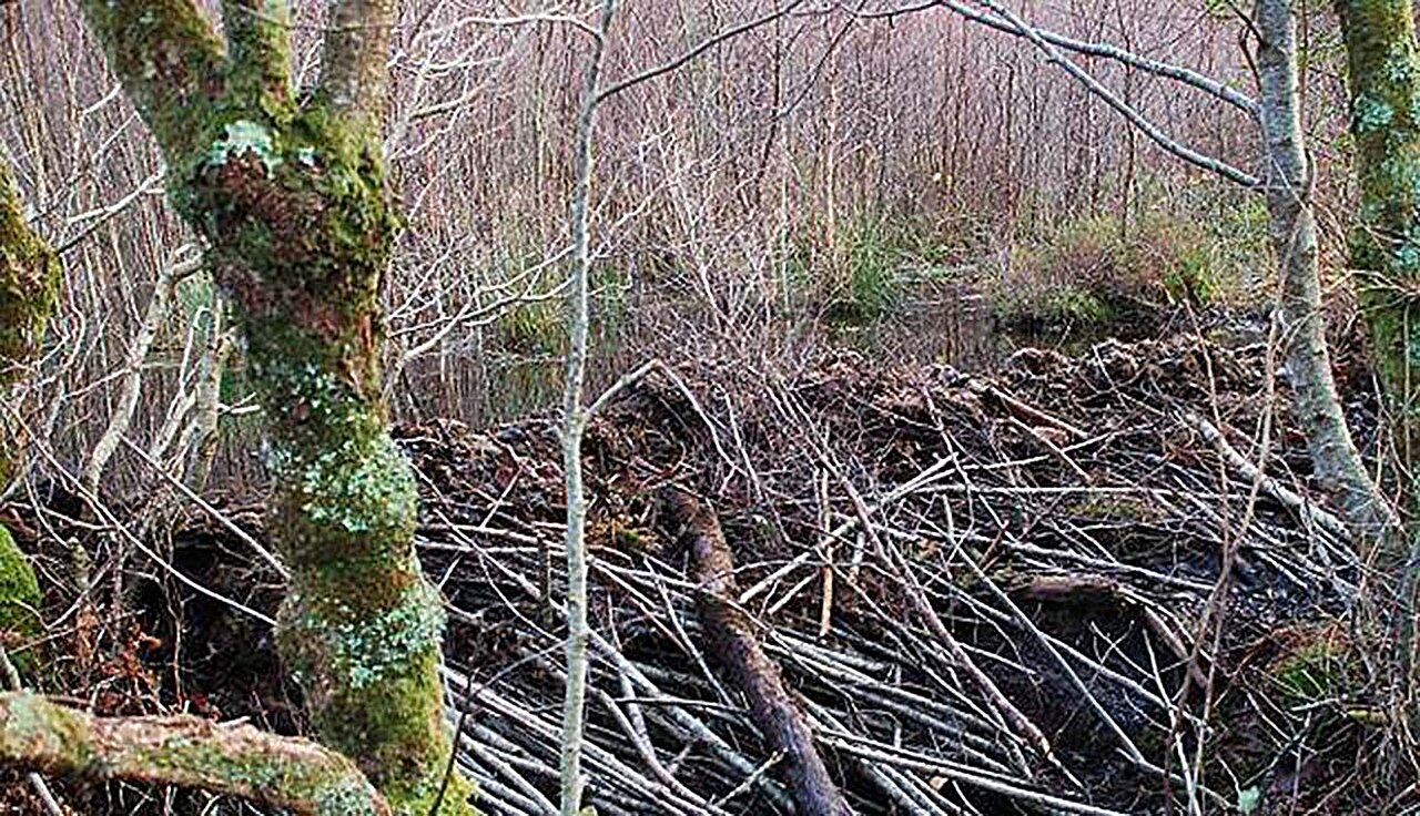 100 beavers set to be reintroduced to the UK this year, with more to come