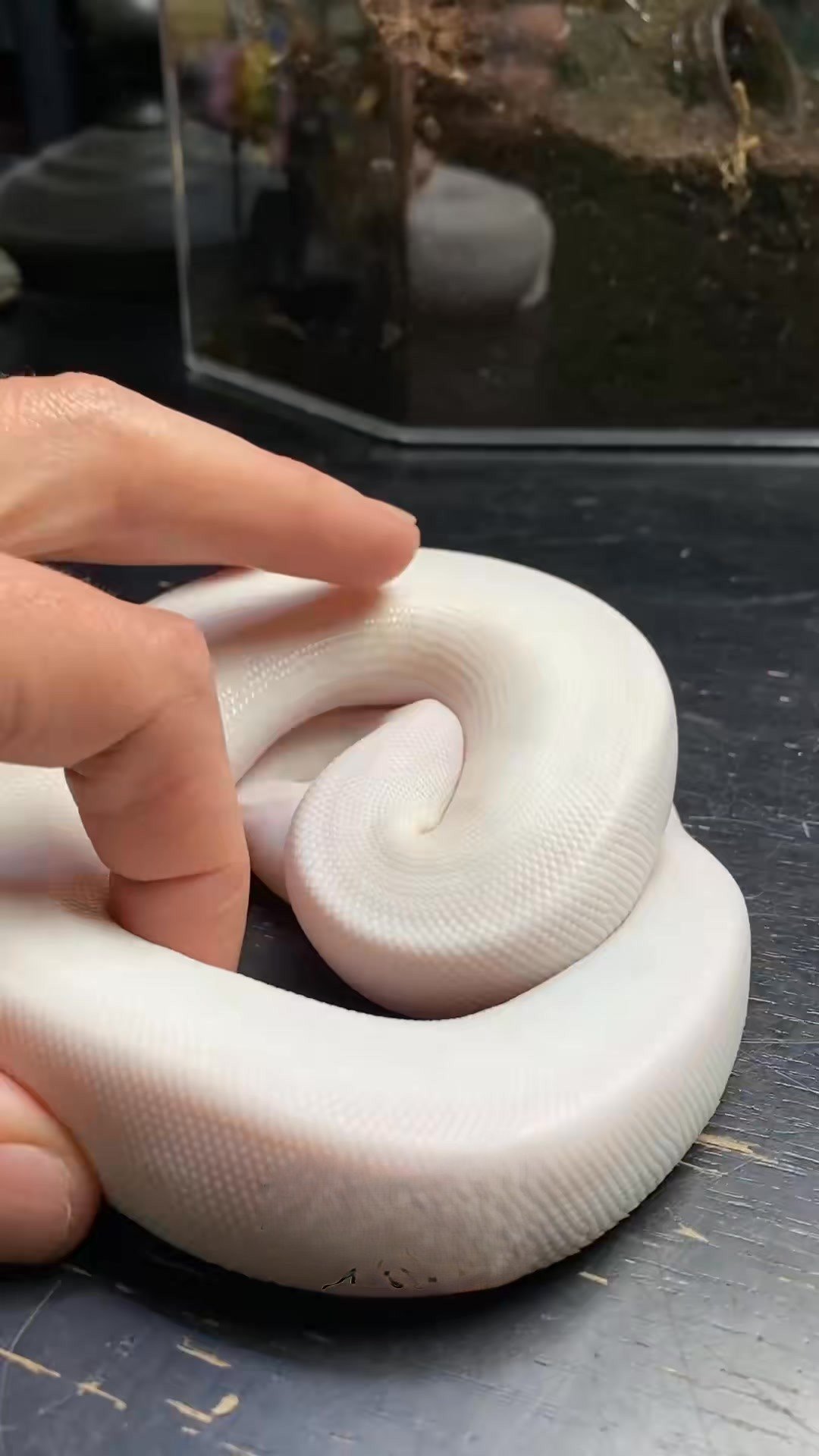 Black-eyed leucistic