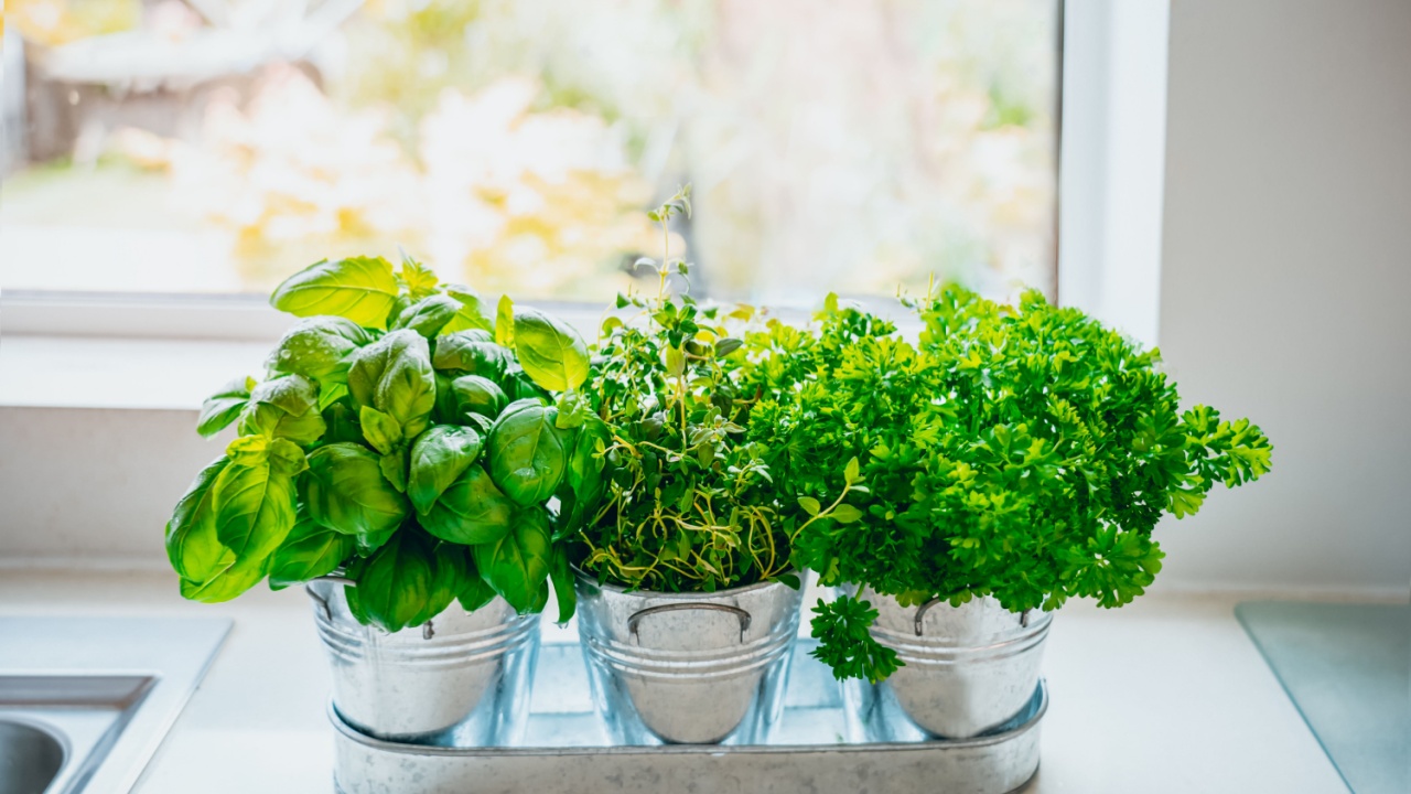 Growing this herb indoors can boost your health<br>