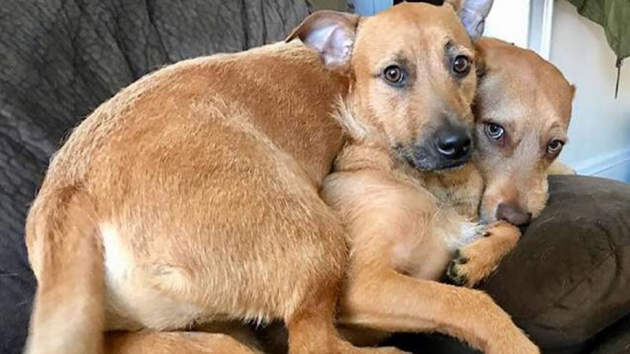 Rescue dog meets his street twin and convinces mom to bring him home<br><br>