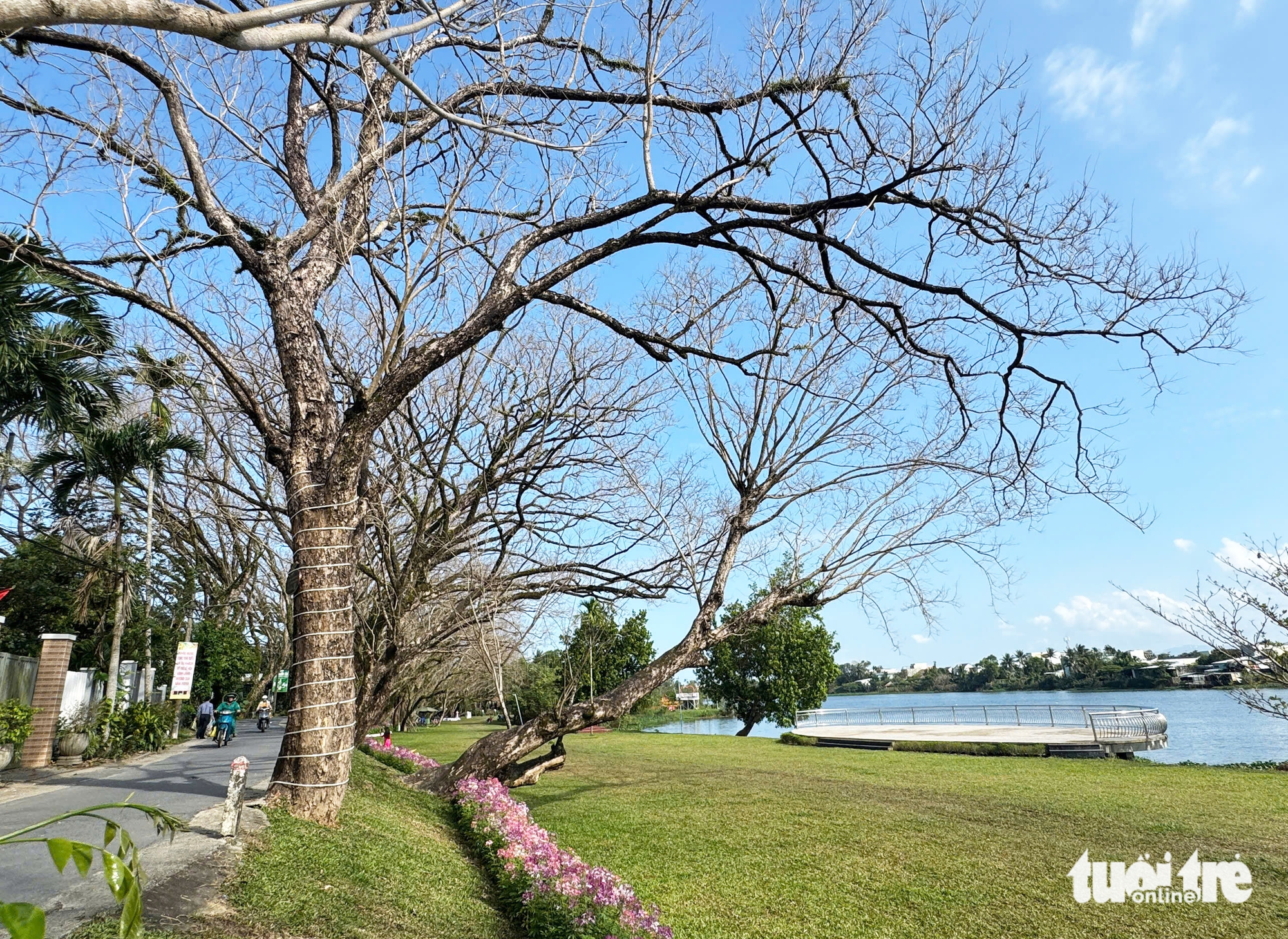 Vẻ đẹp của vườn sưa vàng cổ thụ mùa trụi lá bên sông Tam Kỳ ngày cận Tết