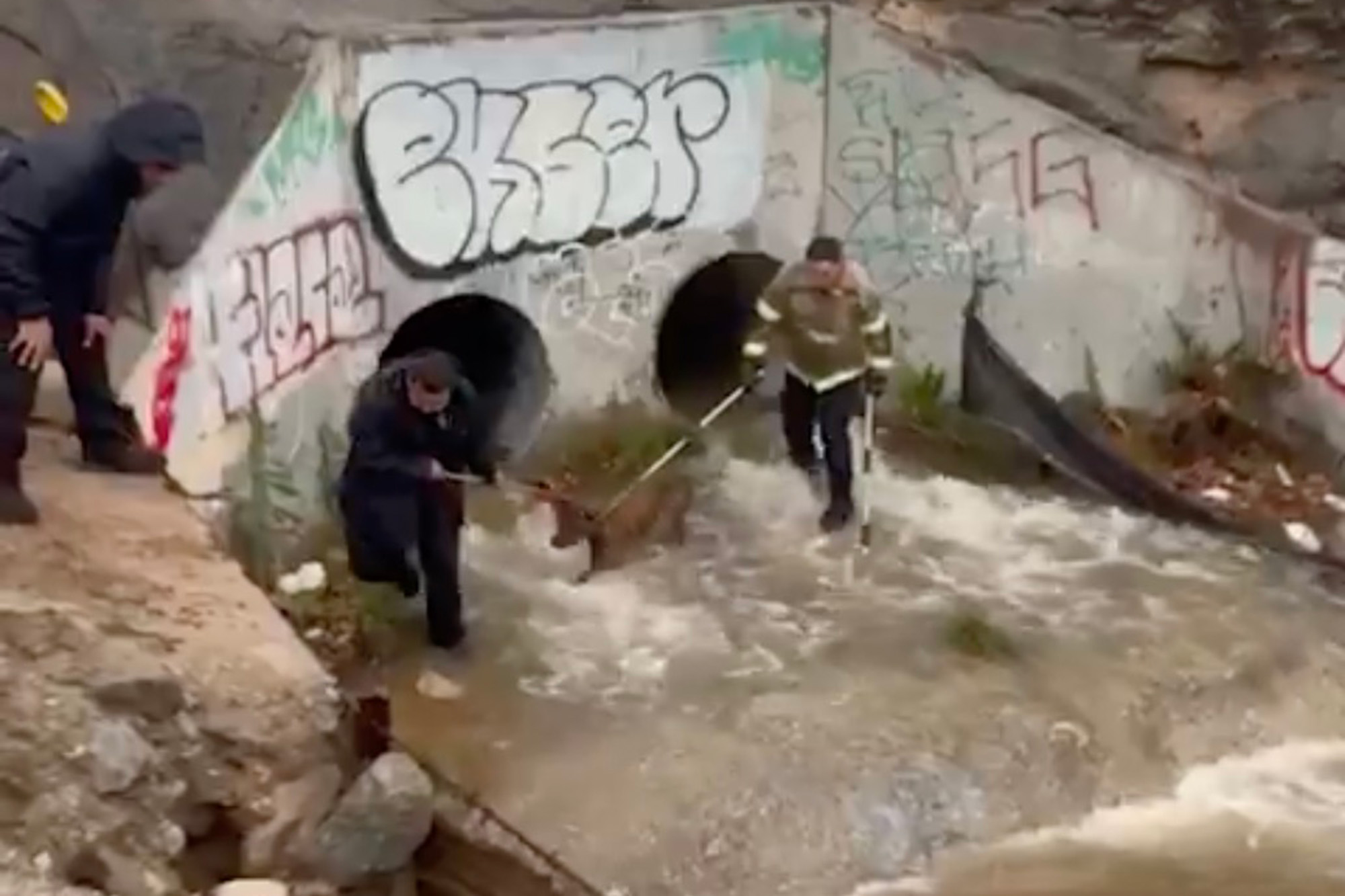 Video shows firefighters working to rescue dog stuck in storm drain ...